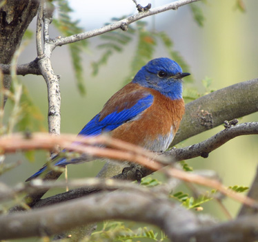 Western Bluebird male Sabino 1_9_2014